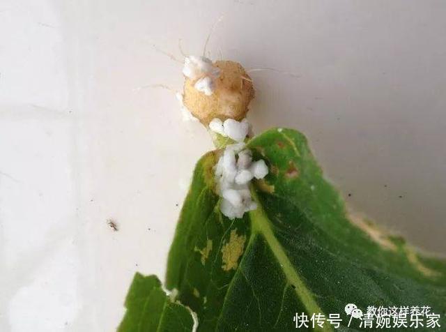 叶片|1种花超耐阴，一点散光就爆盆，花一开就是200多天！