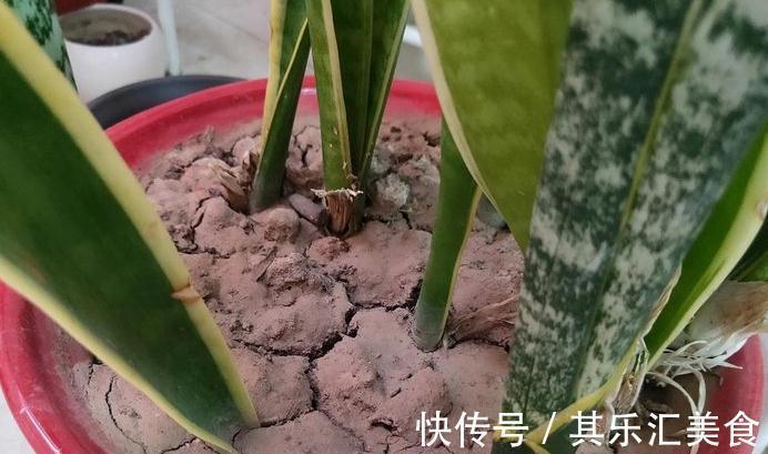 盆土板结怎么办,做好这些,盆土常年松软,盆栽长的旺不黄叶