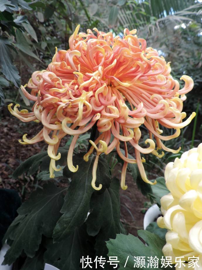 金钩|喜欢菊花,不如养盆“菊中珍品”红衣金钩,似波浪金发,贵气十足