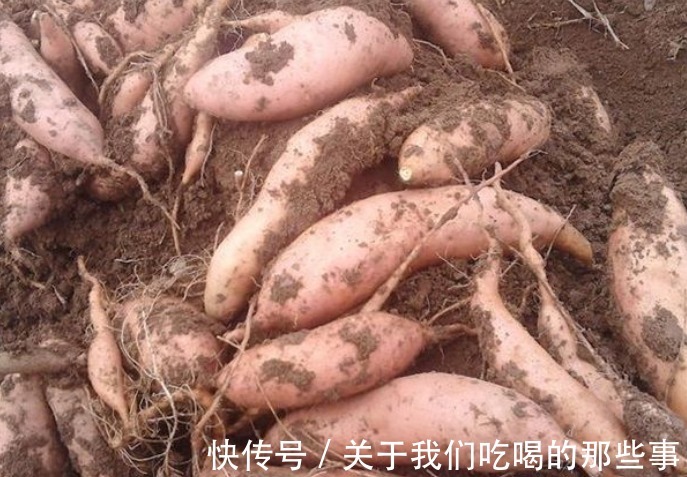 碱面|红薯不能堆着放，农村大婶教你一招，半年不长芽不霉烂，越放越甜