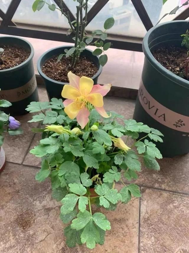 这花名字土掉渣,开花却特美,花期长达3个月