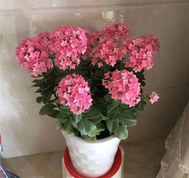 长寿花|长寿花养成老桩,诀窍只有1个!照着做1年就能开成大花球