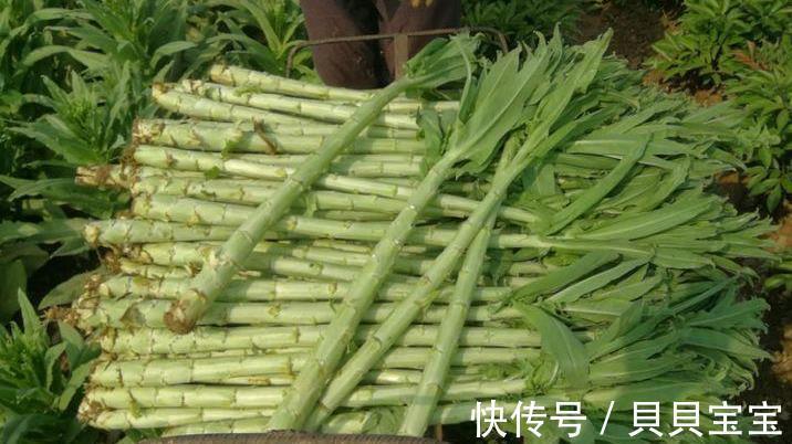 莴笋|外形长得像莴笋，新鲜的很少有人吃过，晒干后1斤卖40！