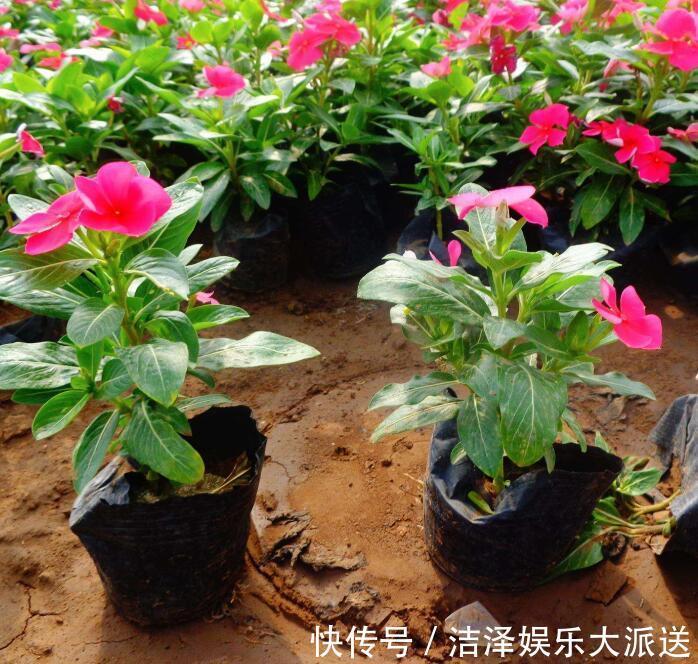根部|长春花烂根还有救吗教你3个挽救小妙招，让长春花“起死回生”