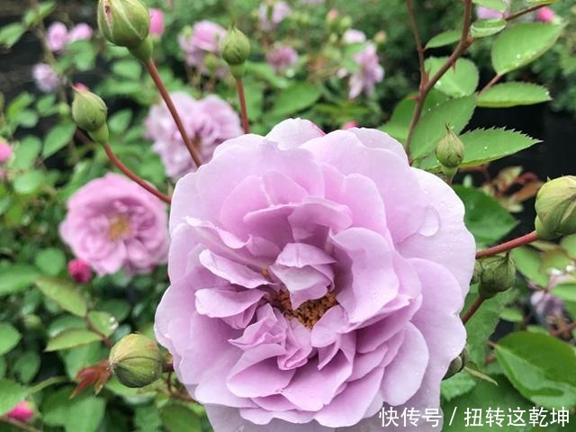 月季|最值得养的月季,花色稀有,开花量大,一开就是300天,从不生病