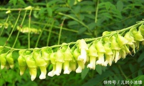 这种药材叫做苦参,可以很好的排出我们体内毒素!
