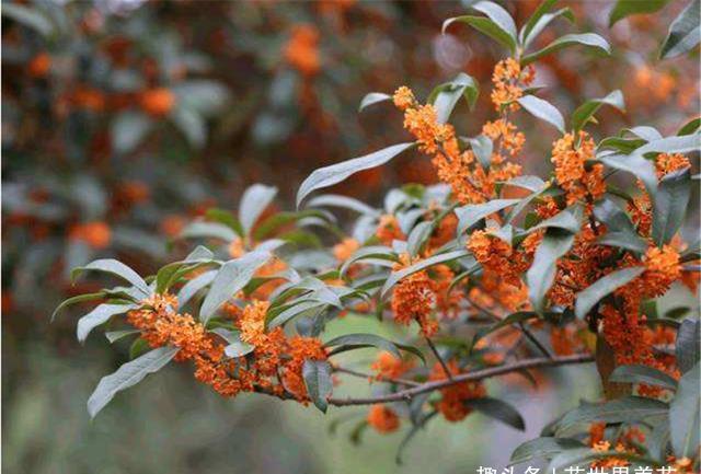 香水|这3棵树穷也要养,院中来1棵,香飘满室安神养人,比名牌香水还好