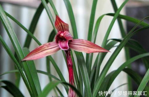 春兰|兰花鉴别春兰、蕙兰傻傻分不清,教您一招,百试百灵