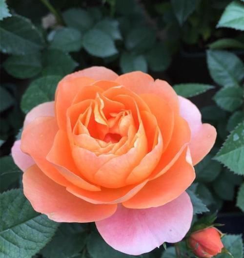 爆盆|最好养的大花月季，开花性好，每次都爆盆，香味清爽，阳台党必备