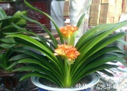 液体|家家都有的一种“液体”,君子兰吃“1勺”,疯长如白菜,花还多