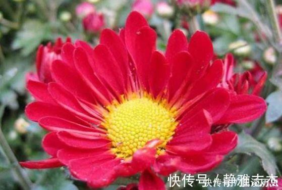 沙漠玫瑰|4种花号称贵族花,尊贵大气,开花时如梦如幻