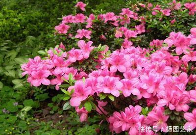 能养|这几种花是公认的难养,新手选择要慎重,能养好都是高手!