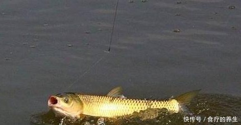 连声|钓友连声叫绝的秋季钓草鱼技巧!——盛世三渔