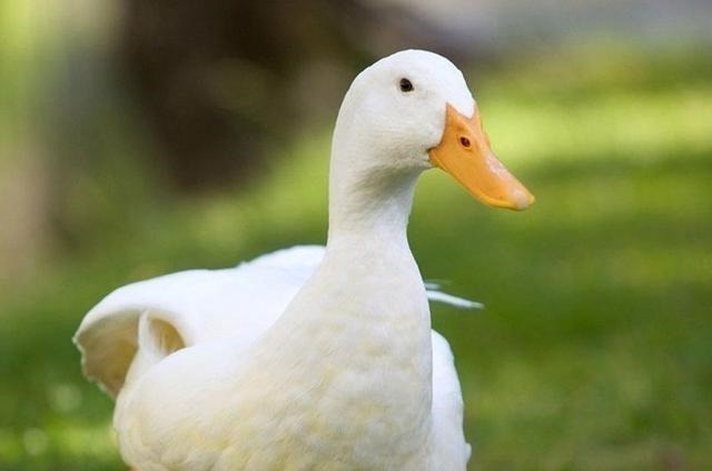 鸭子浑身是宝,但身上有1部位千万别吃!有些人却视为最爱