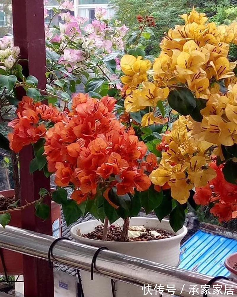 太阳花|8月中旬,养花首选这5种,爱开花不说,关键是好养