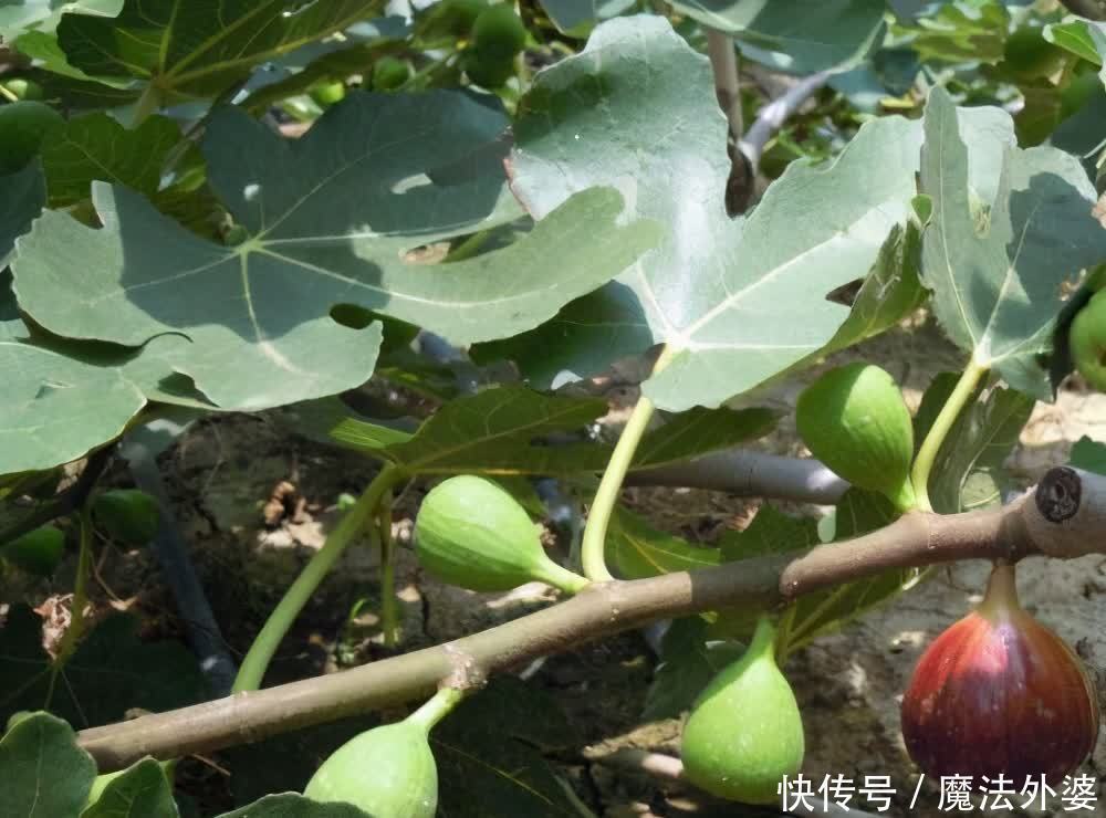 家有院子,建议大家栽种这种果树,比无花果树强多了