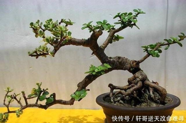 家中这2种树“很值钱”，个个带“金玉”，气势旺盛，富人都爱养！