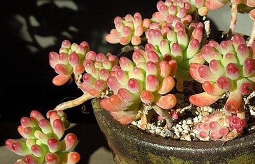 养了两棵乙女心，一棵放室内，一棵放露台，长势区别很大