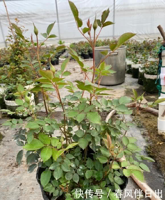 月季花用大盆养,空间大,根系长得密,侧芽越多,开花越多