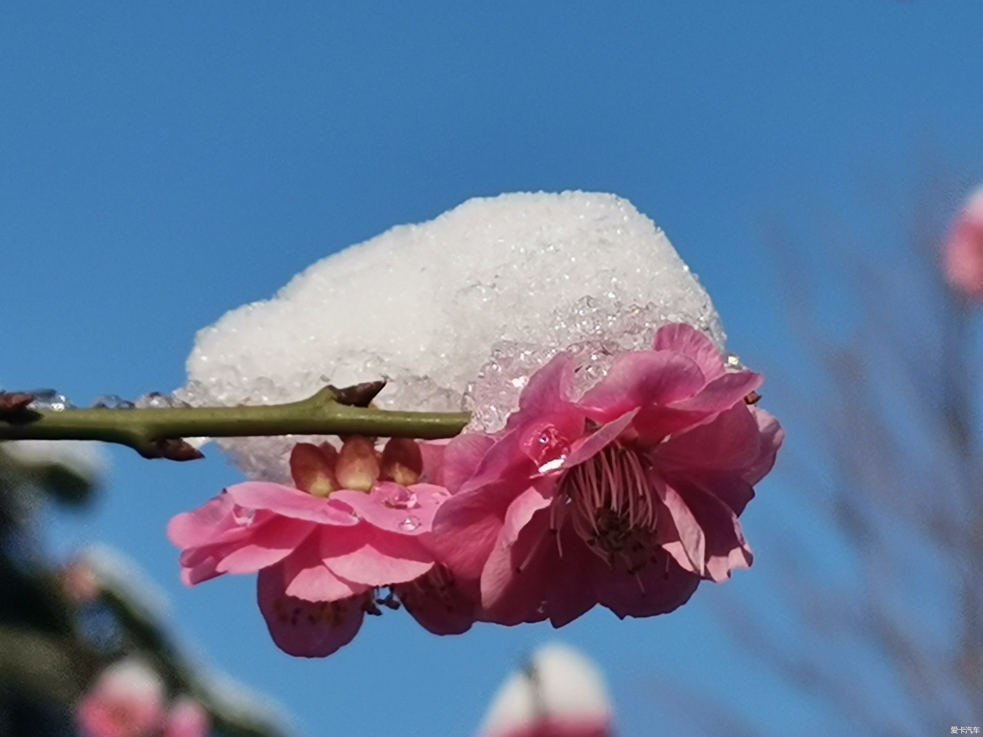 老年|【爱卡踏青季】踏雪寻梅