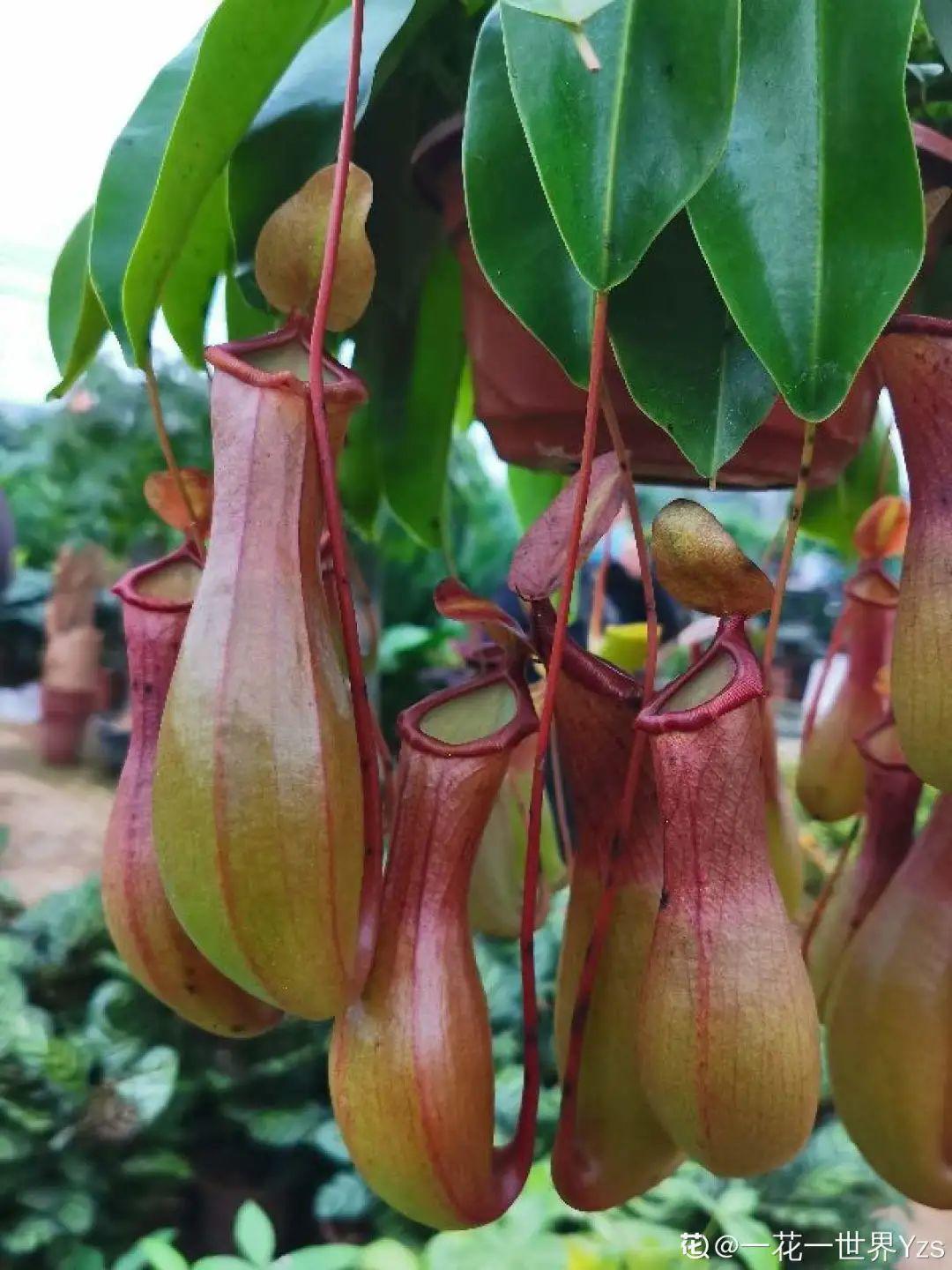 叶子|家里养棵“丑八怪”,霸气镇宅,越养越爱