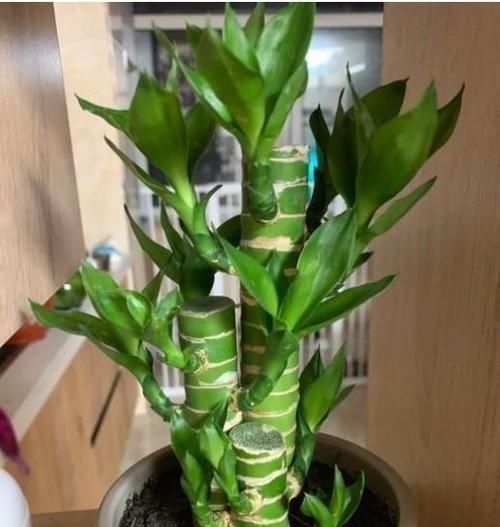 5种花美的出奇,有阳光就爆盆,给点水就疯长,太好养