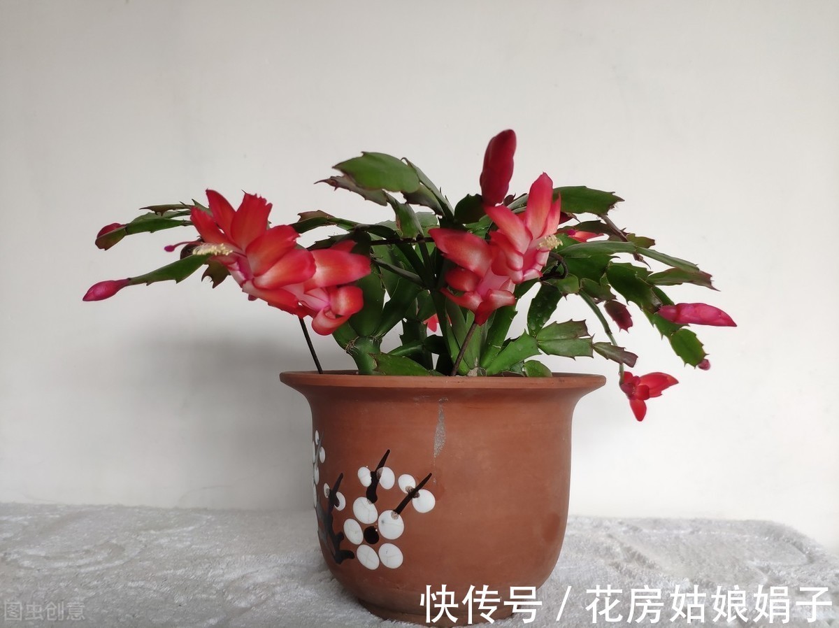 蟹爪兰|“馋嘴”的蟹爪兰，就喜欢2种酸，浇1点蹭蹭长，花期早开花多