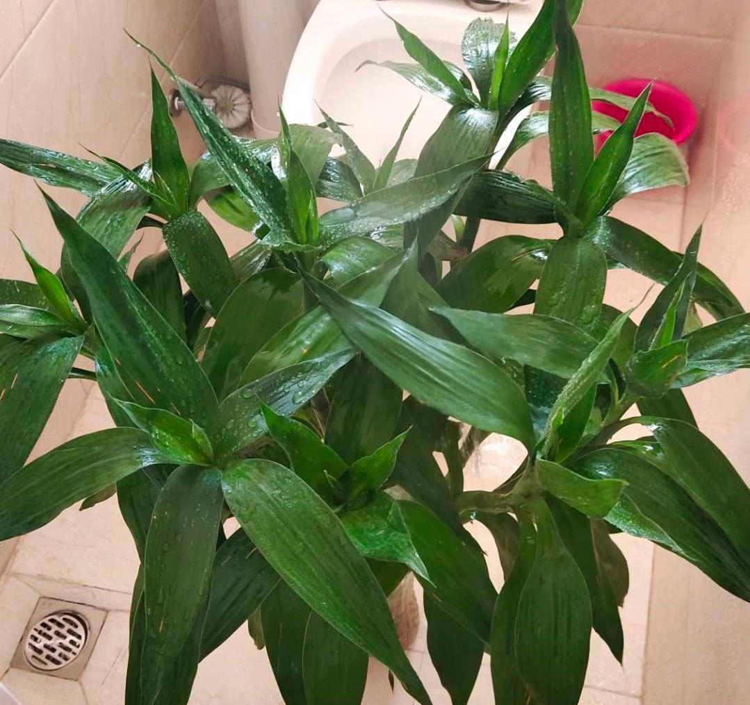 旺财旺运的5种盆栽,好看好养,放家里一盆不吃亏