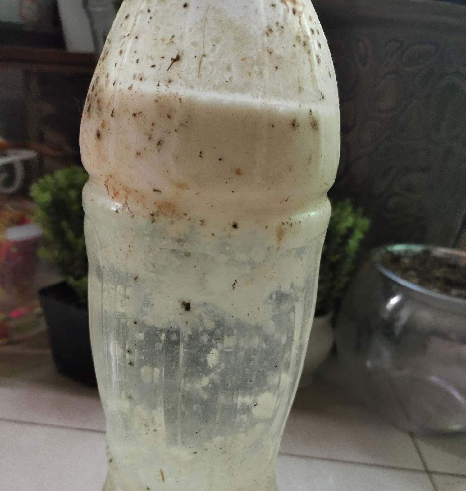 兰花久久不冒新芽,喂点天然促根水,15天冒9颗芽