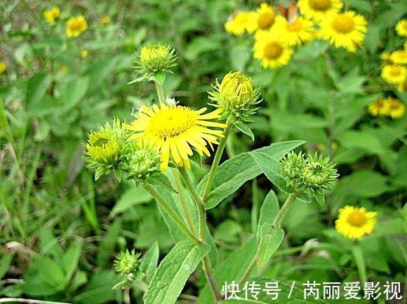 野草|农村路边常见的小黄花，经常被当做杂草，殊不知市场上五十元一斤