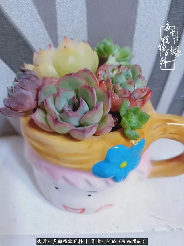 这些年养的那些多肉！附靠谱的多肉度夏小技巧！