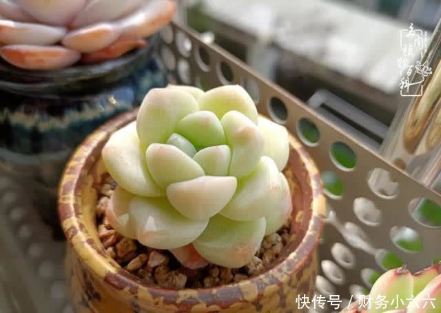 揭秘：那些干净又温暖的多肉照片从哪里来？