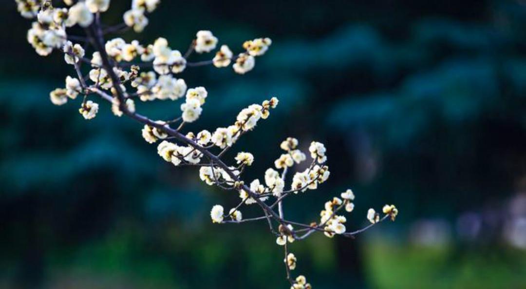 盛赞|马致远的小令意境凄美,这首《落梅风》语淡韵远,被无数名家盛赞