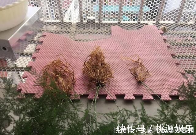 扦插|3种花不用扦插,掰下来就能活,1盆变10盆,懒人也能养