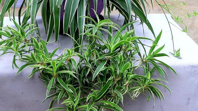 吊兰不用施肥换盆,用一招,快速疯长,1个月大变样,长爆盆