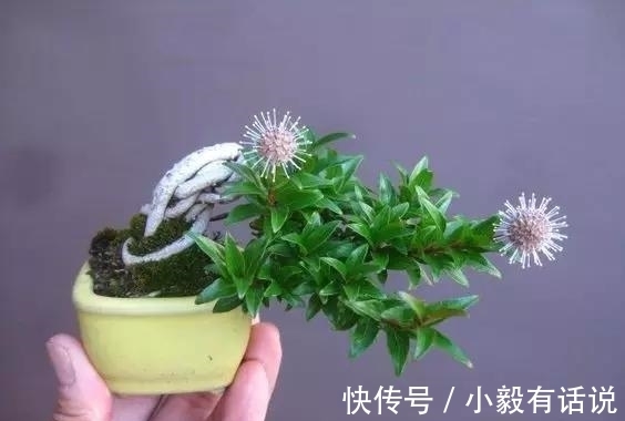 微型盆景越来越受欢迎，这里是它们的“集中营”，都是你想知道的