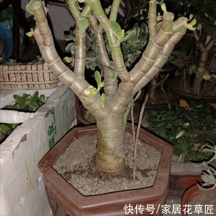 花友|玉树生长有“秘诀”，牢牢掌握住，新手也能养开花，还茂盛
