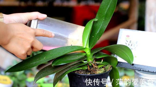 花盆|蝴蝶兰开败了？丢了就是扔钱，3个要点做好，来年蝴蝶花满屋
