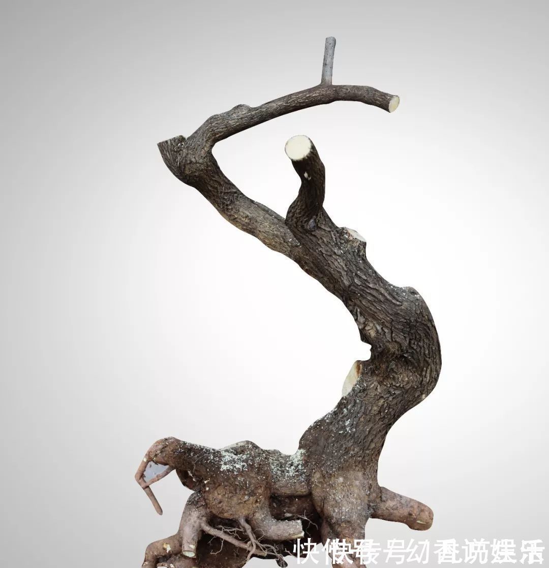 三角梅盆景制作6步曲,看懂了自己也能做出精美绝伦的三角梅盆景