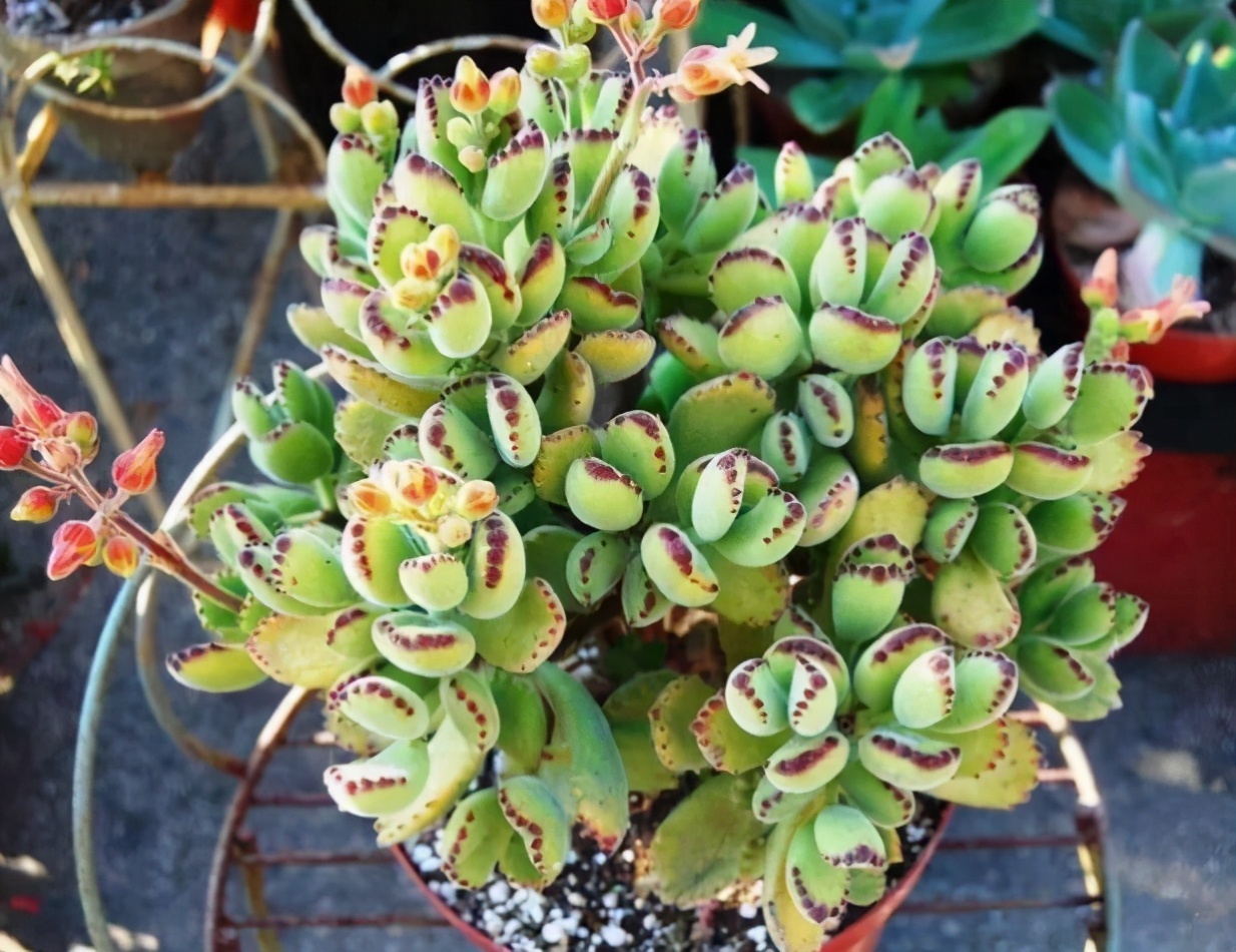 都喜欢叶插多肉,但是碰到6种,劝你别费工夫,因为成活率太低