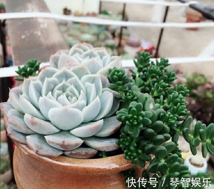 浇水|多肉总是徒长丑爆成大白菜多半是犯了3个错误,养成老桩也不错