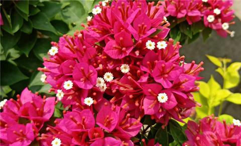 三角梅不开花,夏天“虐一虐”,花芽直冒,盆盆开满花