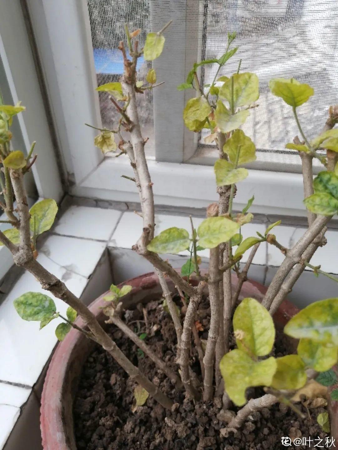 花苞|公认难养的花,养一盆死一盆,从来没有养活过!