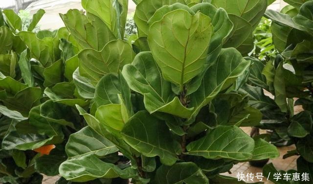 5种气质花超好养,家里养一盆,气质瞬间提好几度!