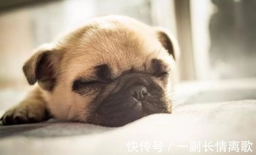 喜事|下半年顺利,下半年胜利,下半年有靠山,3生肖喜事成双来