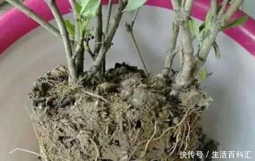 4种盆栽花卉，再好看也别买，养不活给自己“找麻烦”！