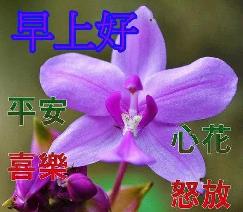 表情|早上好温馨漂亮图片祝福语录，早晨好唯美动画表情问候语录