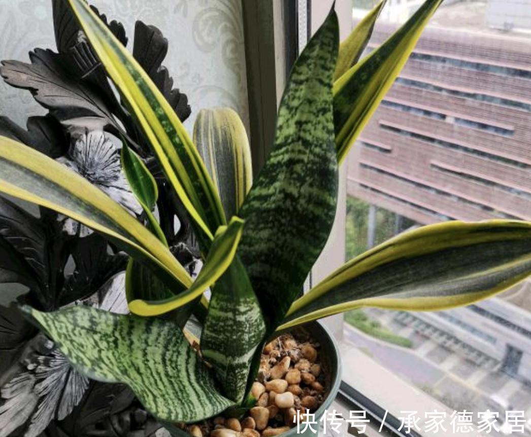 金边“虎皮兰”家家有,若想养漂亮,学“此招”,窜窜长大个
