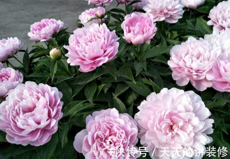 芍药盆栽该做好哪些事情？