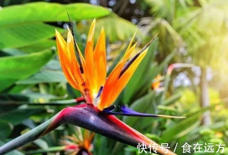 4种便宜花别小看,开花爆盆花期长,花大色艳真漂亮,谁养谁上瘾